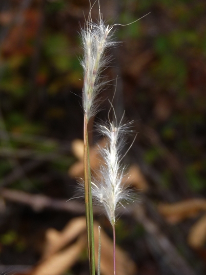 {Andropogon ternarius}